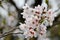 Brilliant cherry blossom macro