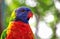 Brilliant colored Lorikeet headshot