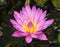 Brilliant Colored Water Lily