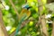 Brilliant, colorful, exotic bird in the jungle. Momot, Momotus lessonii