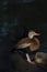 Brilliant colors of Black-bellied Whistling Duck with dark water behind