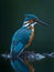 Brilliant colors of a tropical kingfisher\\\'s plumage