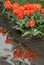 Brilliant coral and orange tulips reflection