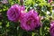 Brilliant Crimson Pink Knockout Roses in a Small Garden