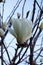 Brilliant and elegant white magnolia