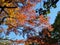 Brilliant Fall Colors - Appalachian Forest Autumn Foliage