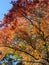 Brilliant Fall Colors - Appalachian Forest Autumn Foliage
