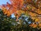 Brilliant Fall Colors - Appalachian Forest Autumn Foliage