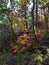 Brilliant Fall Colors - Appalachian Forest Autumn Foliage