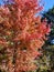 Brilliant Fall Colors - Appalachian Forest Autumn Foliage