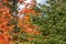 Brilliant Fall Maple with Fir Trees