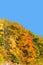 Brilliant Fall Trees on a Mountain Hillside