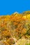 Brilliant Fall Trees on a Mountain Hillside III