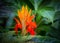 Brilliant fiery spike flower of Hawaii