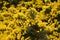 Brilliant Flowering Yellow Thorny Gorse Bush in England