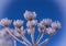 Brilliant frost crystals on wildflowers and blue sky Background