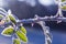 Brilliant frost crystals on wildflowers and blue sky Background