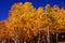 Brilliant golden fall aspen colors