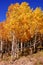 Brilliant golden fall aspen colors