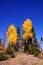 Brilliant golden fall aspen colors