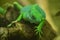 Brilliant Green Fiji Island Iguana on Rock