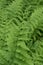 Brilliant Green Lady Ferns and Fiddleheads in a Shade Garden