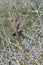 The brilliant ground agama , Trapelus agilis sitting on thorn