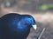 Brilliant Handsome Lovely Male Satin Bowerbird.