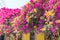 Brilliant highly colorful display bouganvillea flowers