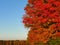 Brilliant and intense autumn tree colors in New York State