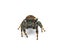 Brilliant Jumping Spider - Phidippus Clarus - family Salticidae - large male with rusty orange red side stripes with a black