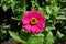 Brilliant magenta-colored flower head of zinnia