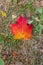 Brilliant maple tree leaf on a grassy ground