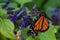 Brilliant Monarch multi colored Butterfly