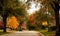 Brilliant multicolor autumn trees line neighborhood street with colored leaves