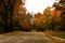 Brilliant multicolor fall trees blowing across a neighborhood street at golden hour