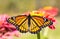 Brilliant orange and black Viceroy butterfly resting on a Zinnia flower