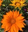 Brilliant orange gazania blossoms