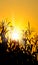 Brilliant orange sunrise over a Corn field