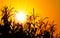 Brilliant orange sunrise over a Corn field