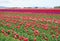 Brilliant pink, red and purple tulips create swaths of bold color on a clear spring day