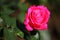 Brilliant pink rose floribunda Hybrid Tea flamboyant in sunlight