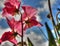 Brilliant Pink Sweet Pea taken against a blue sky