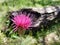 Brilliant pink thistle in mountain meadow during summer