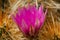 The brilliant purple bloom of the Hedgehog cactus with its petals backlit by the sun