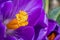 Brilliant Purple Crocus flower macro selective focus in early Spring