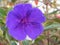 Brilliant Purple Flower of the Tibouchina Urvilleana