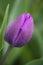 Brilliant purple tulip bud