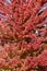 Brilliant red autumn maple leaves