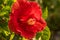 Brilliant Red Bougainvillea Blossom